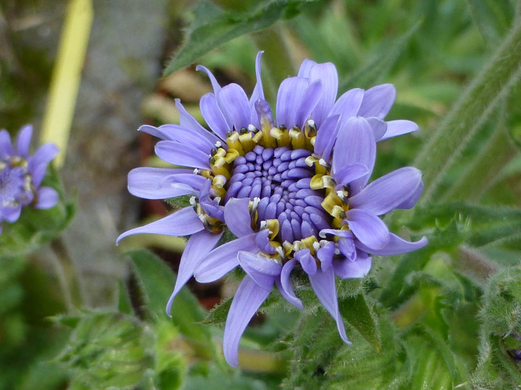 Perezia multiflora photo